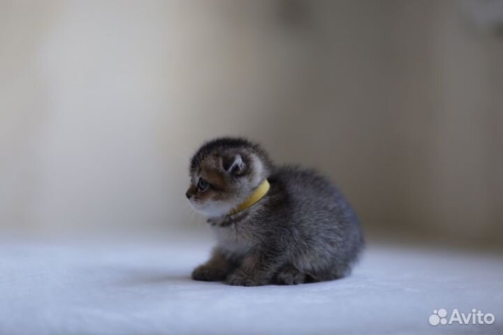 Шотландская вислоухий котенок золотая шиншилла