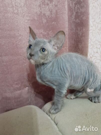 Донской сфинкс котята