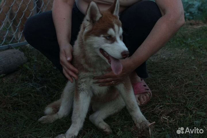 Щенки сибирской хаски девочки