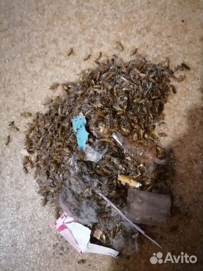 Уничтожение обработка клопов тараканов Дезинфекция