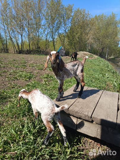 Продам козочек