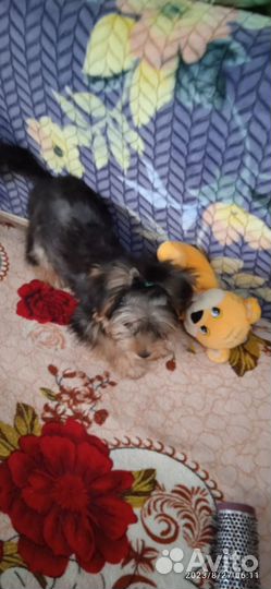 Йоркширский терьер щенки стандарт