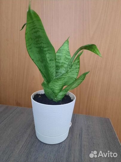 Сансевиерия