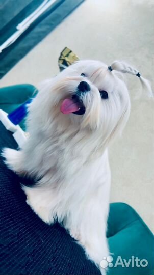 Мальтезе мальтийская болонка мальчик