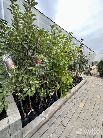 Саженцы плодовых деревьев