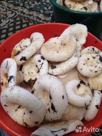 Грибы грузди свежие