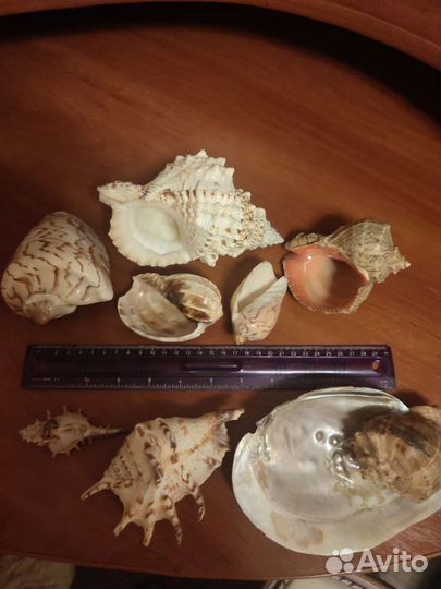 Морские ракушки