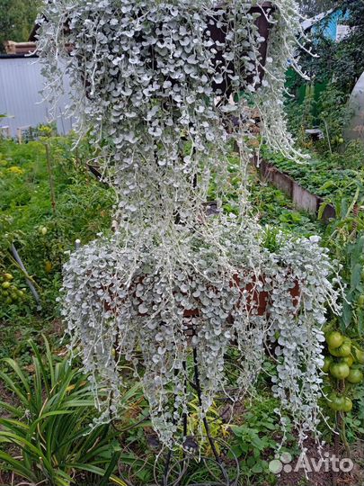 Дихондра серебристая