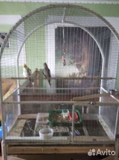 Попугай корелла пара