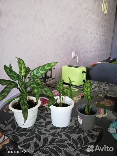 Диффенбахия