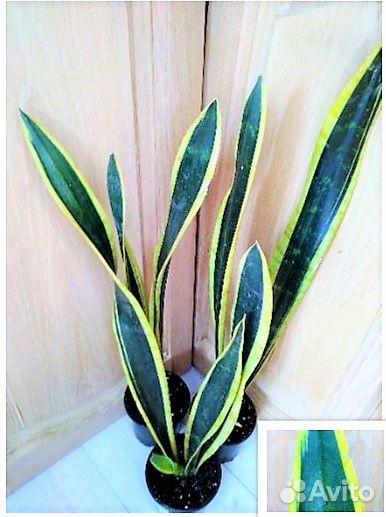 Сансевиерия сортовая и детки