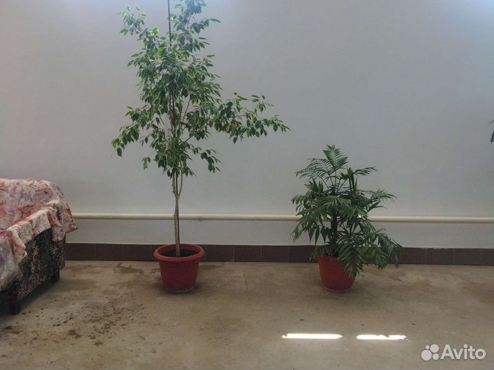 Цветы домашние в горшках