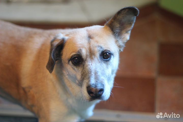 Бабуля Айдуля ищет свой дом или меценатов