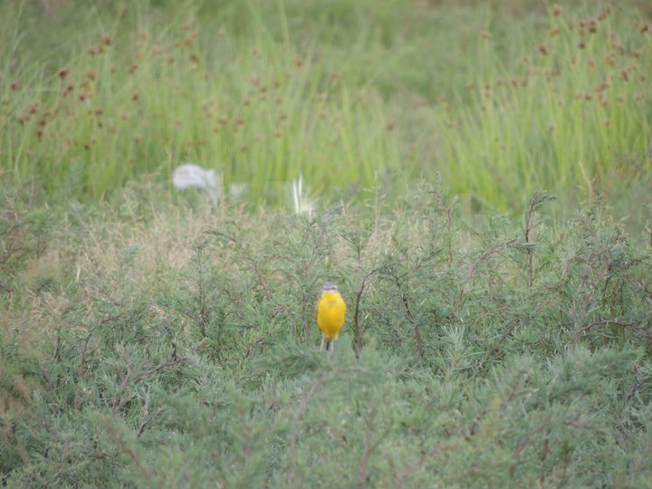 Участок 40 сот. (ИЖС)