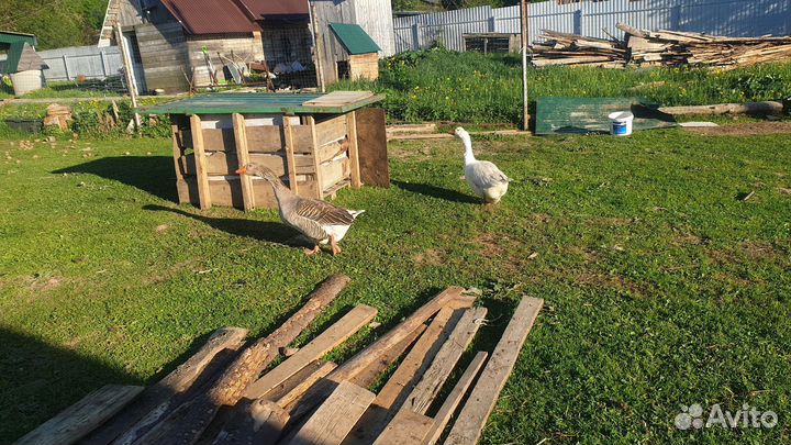 Гусь и гусыня