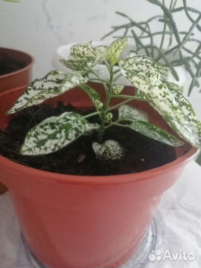 Сенсевиерия, хатиора набором