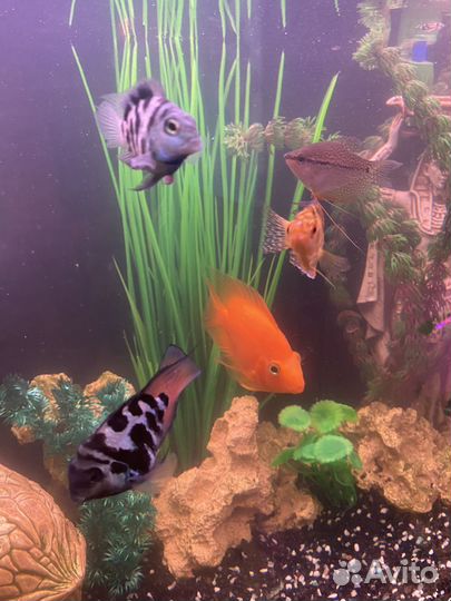 Аквариумные рыбы попугай