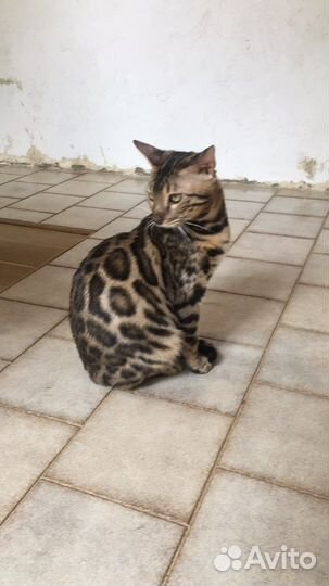 Бенгальские котята - милота зашкаливает