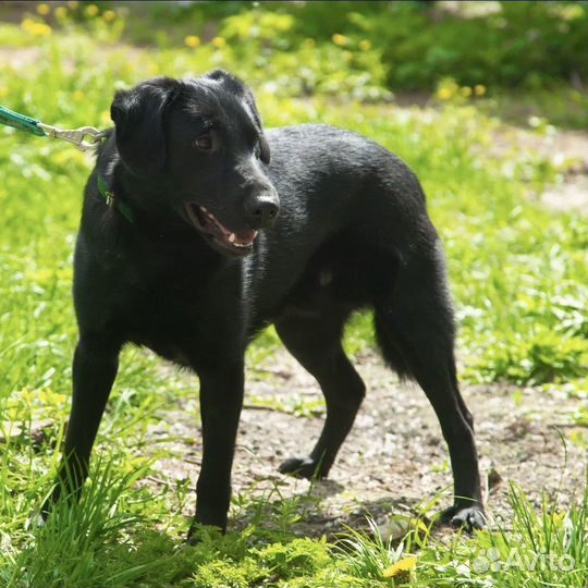 Крутой щенок