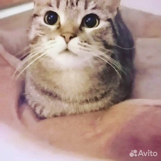 Ласковая кошечка