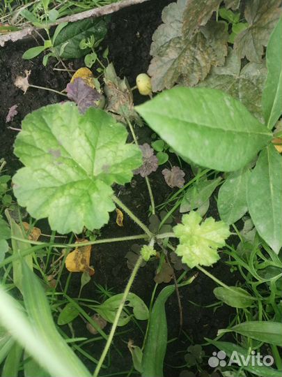 Кочедыжник, гейхеры, хосты, астильбы