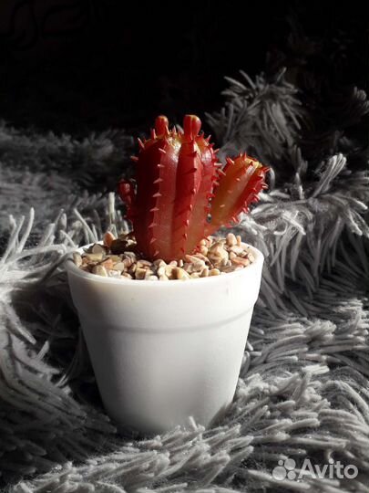 Кактус в горшке