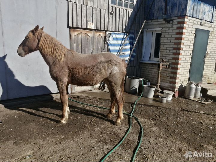 Жеребец Советский Тяжеловоз 2,5 года и кобыла 1,5