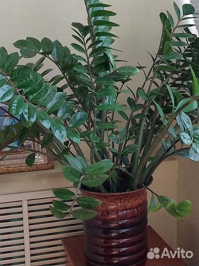 Замиокулькас, драцена, шефлера