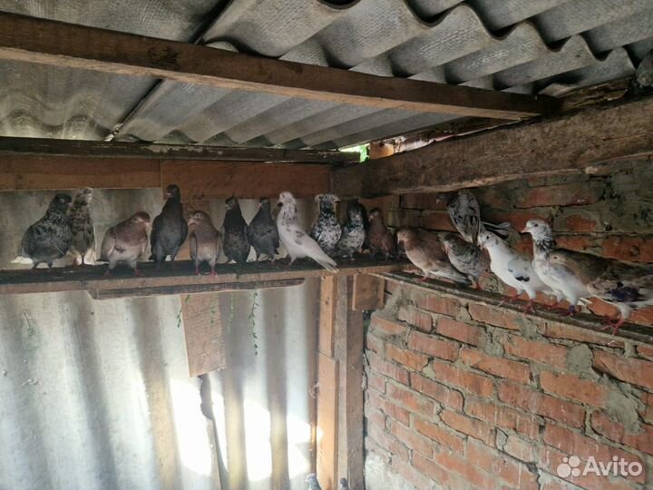 Продажа голубей