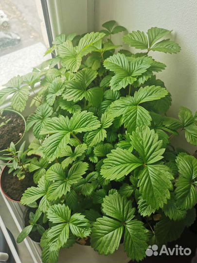 Саженцы земляники комнатной