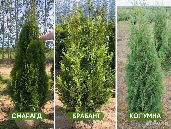 Туя Смарагд, Колумна, Брабант