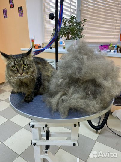 Стрижка собак и кошек в салоне «Хвостун»