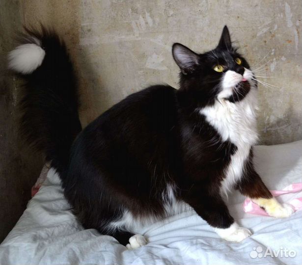 Кошка в дар