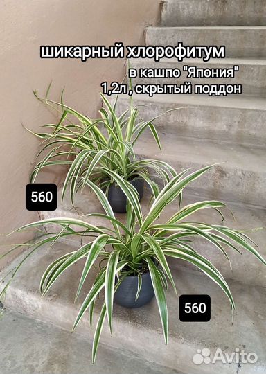 Пеперомия 2 вида, хлорофитум, хедера, колеус