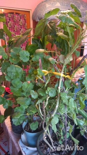 Продаю растения