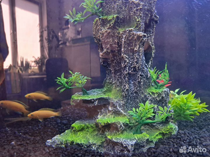 Цихлиды еллоу