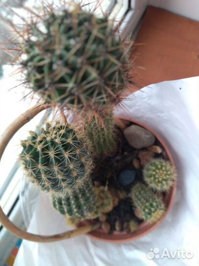 Кактусы 4 шт