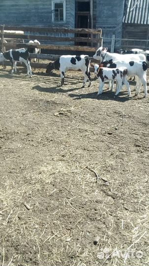 Бык производитель