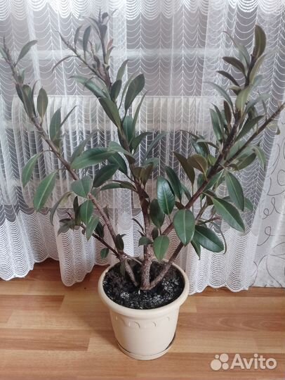 Фикус мелани