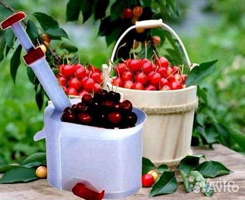 Машинка для удаления косточек вишни