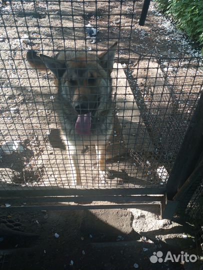 Бельгийская овчарка-малинуа