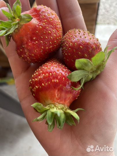 Рассада клубники