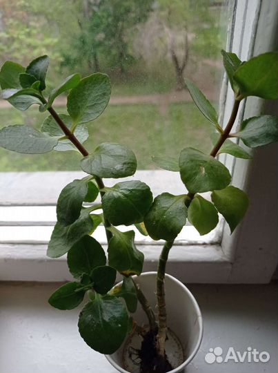 Каланхоэ фиалка декабрист денежное