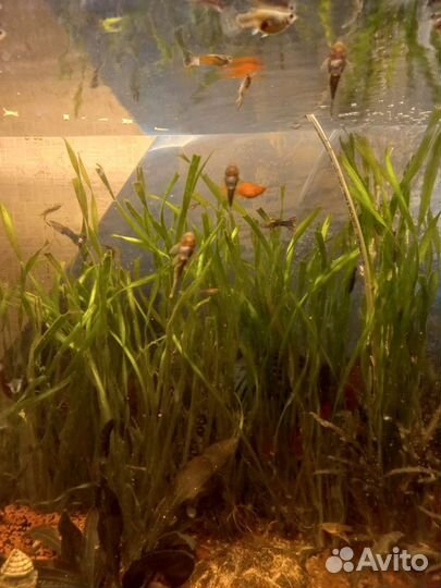 Сомики анцитрусы