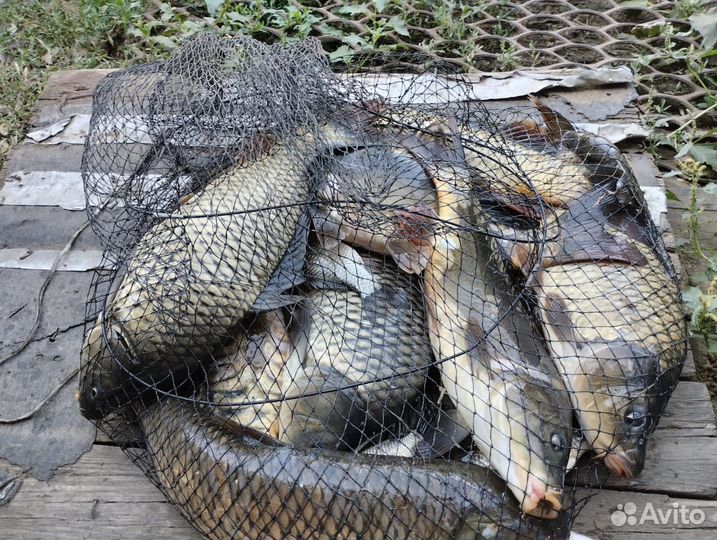 Рыбалка 35км от Самары