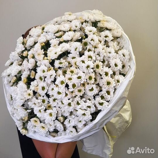 Куст. хризантема