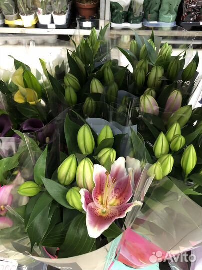 Комнатные горшечные растения