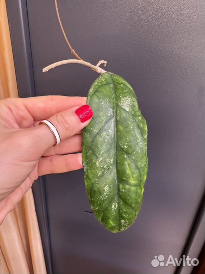 Хойя Bahoi Бахой