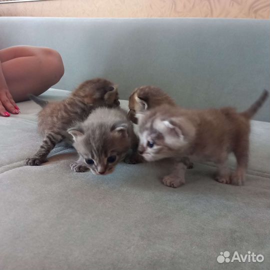 Шотландские котята