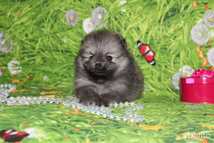 Померанский шпиц